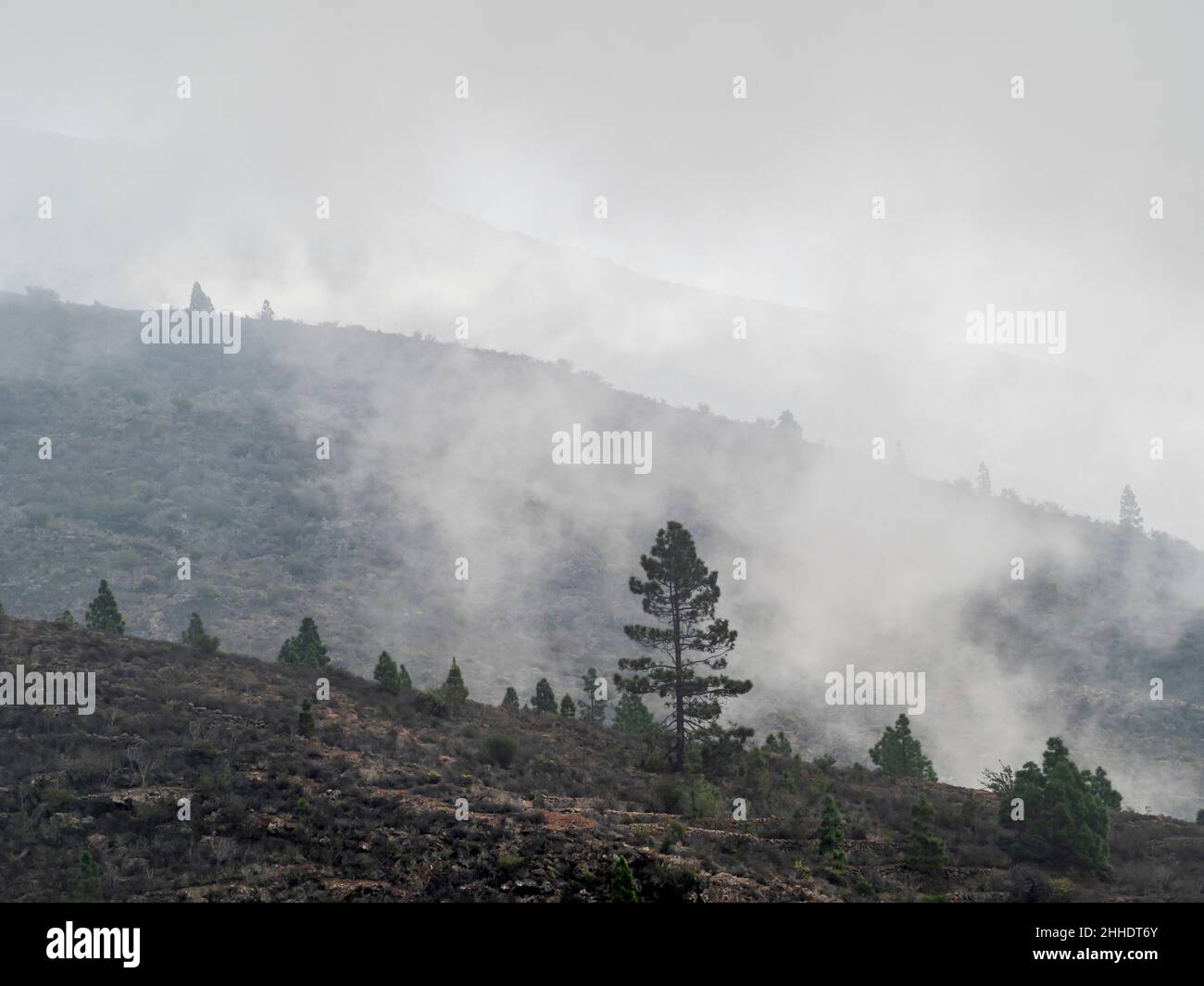 The conservation village of Chirche, Guia de Isora district, Tenerife. Mist clouds in the corona forestal. Stock Photo