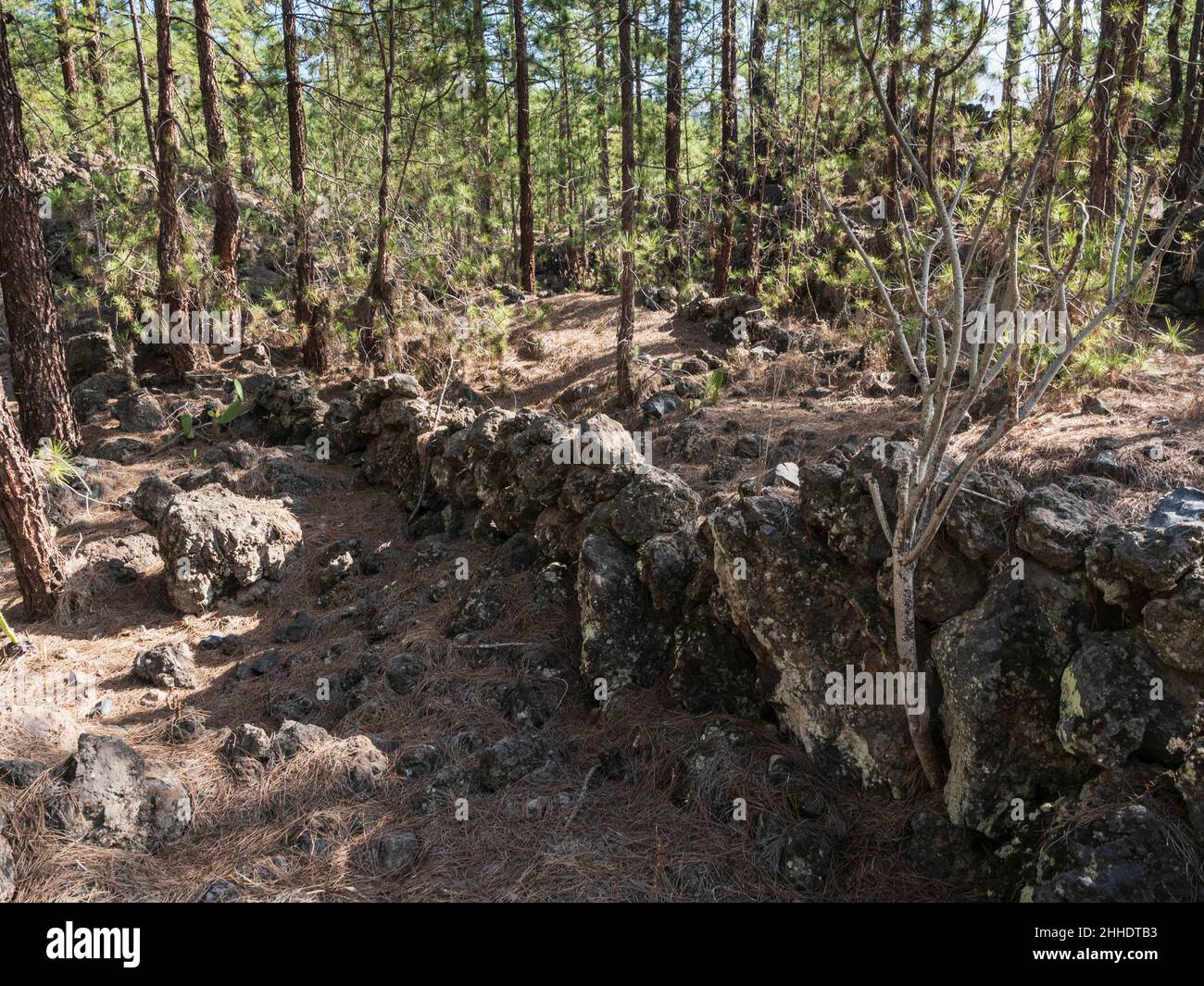 Canary pines in Tenerife, in the lowest level of the Corona Forestal at Las Estrellas, Guia de Isora. Old farm wall in the forest. Stock Photo