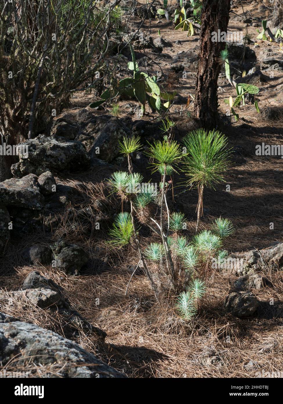Canary pines in Tenerife, in the lowest level of the Corona Forestal at Las Estrellas, Guia de Isora. Seedlings. Stock Photo