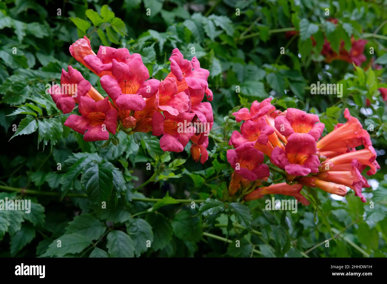 Campsis radicans, the trumpet vine, yellow trumpet vine, or trumpet creeper. Woody climber with red trumpet-flowers Stock Photo