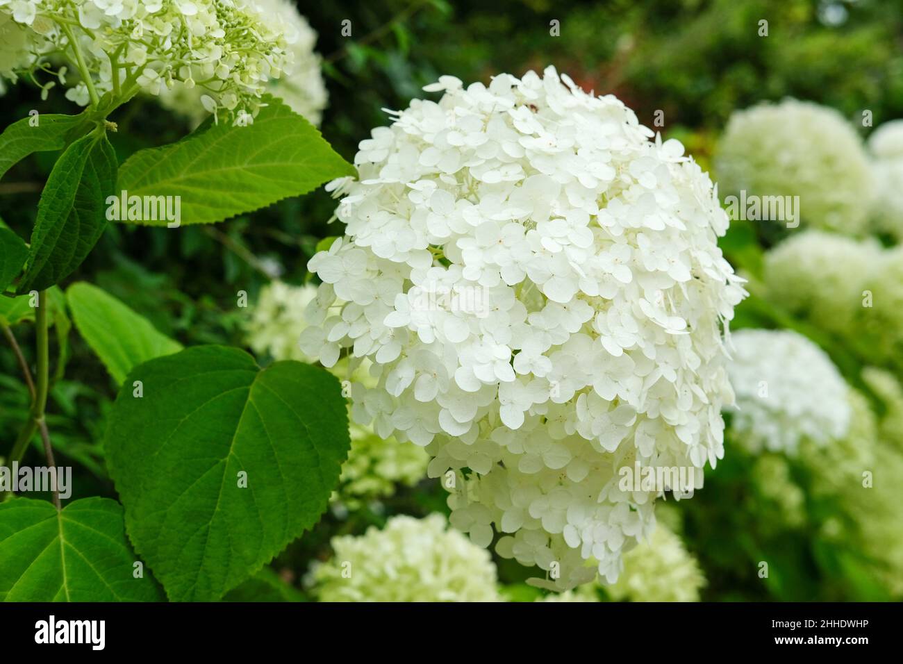 Hydrangea arborescens 'Strong Annabelle'. Hydrangea 'Abetwo', hydrangea 'Strong Annabelle'. Cluster of white flowers Stock Photo
