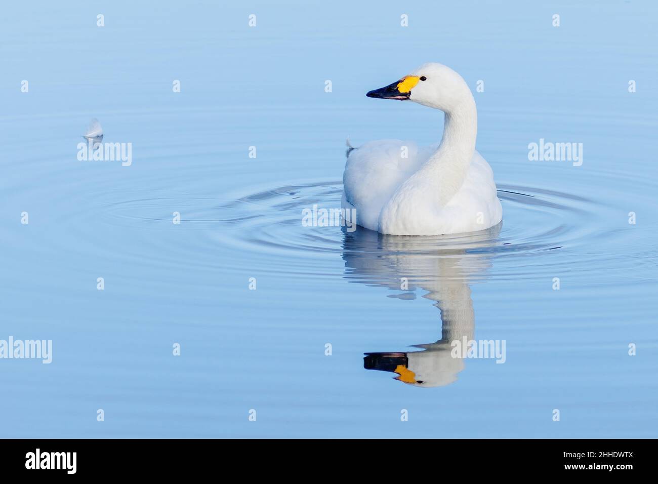 A single Bewick Swan on a lake, reflected in the water Stock Photo