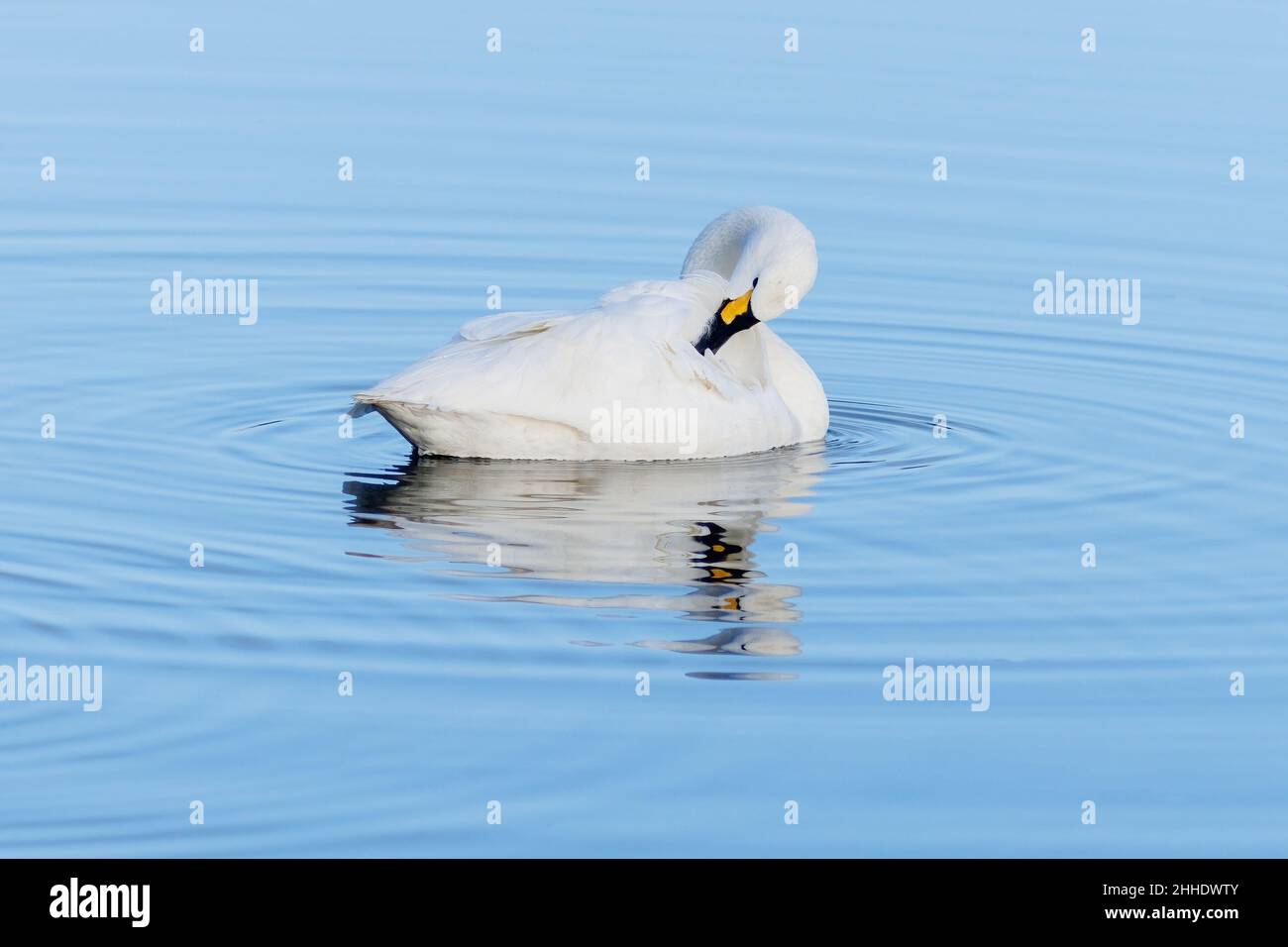 A single Bewick Swan on a lake, reflected in the water Stock Photo