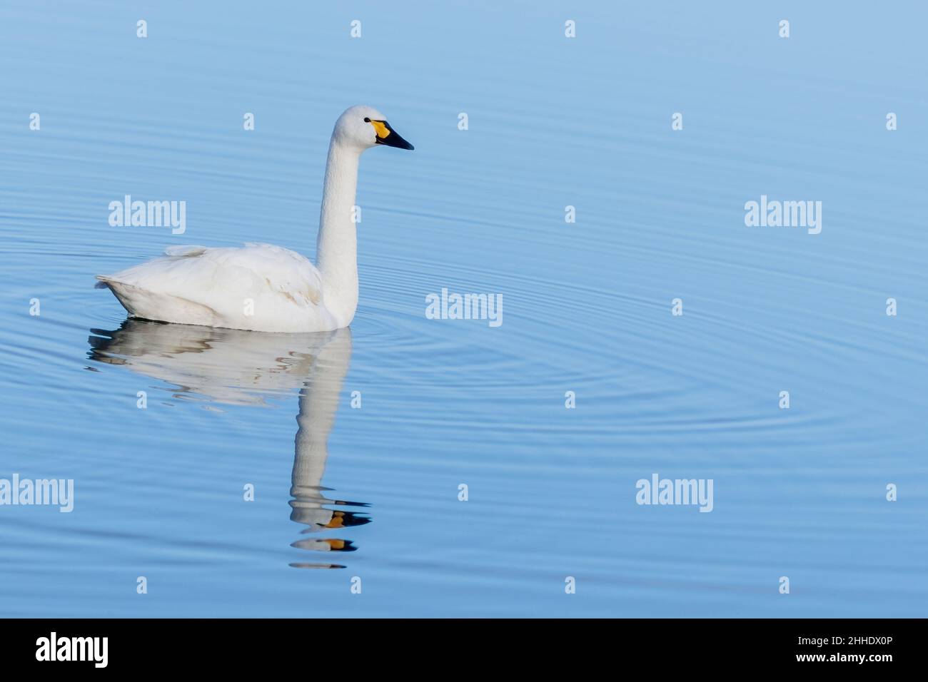 A single Bewick Swan on a lake, reflected in the water Stock Photo