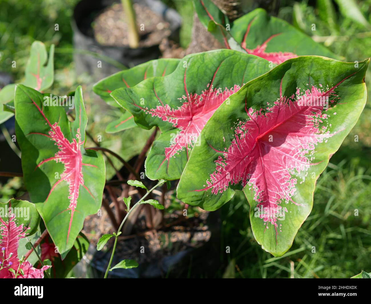 Caladium bicolor with pink leaf and green veins (Florida Sweetheart). red jaguar caladium plant. Stock Photo