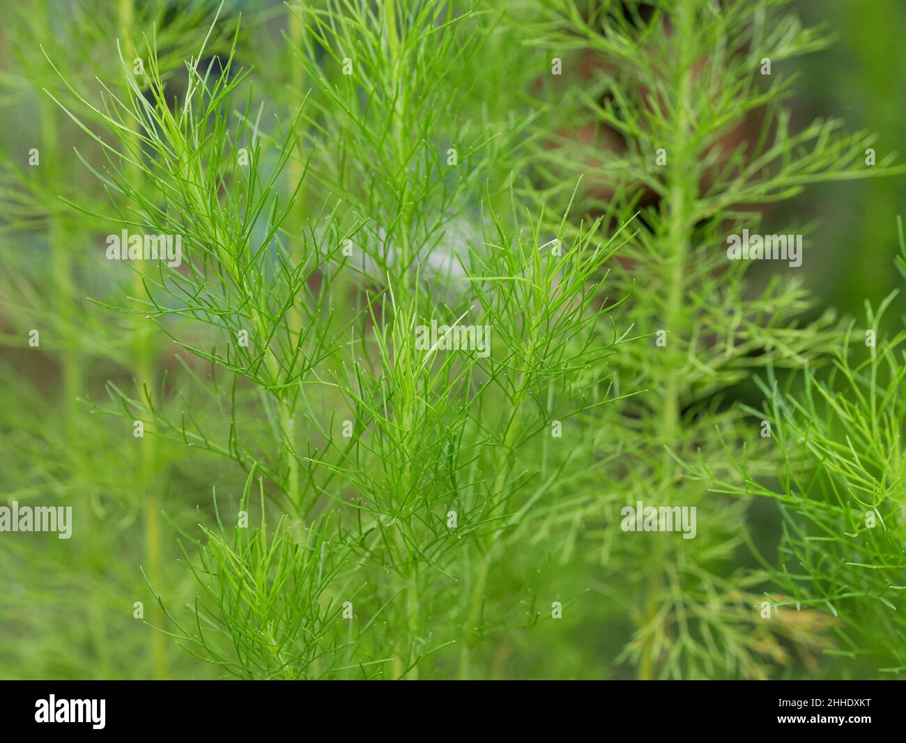 Closeup of Artemisia scoparia, ornamental plant, green nature background. Stock Photo