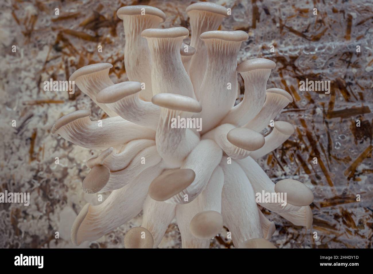 Grey Oyster mushroom cultivation growing in farm on straw substrate