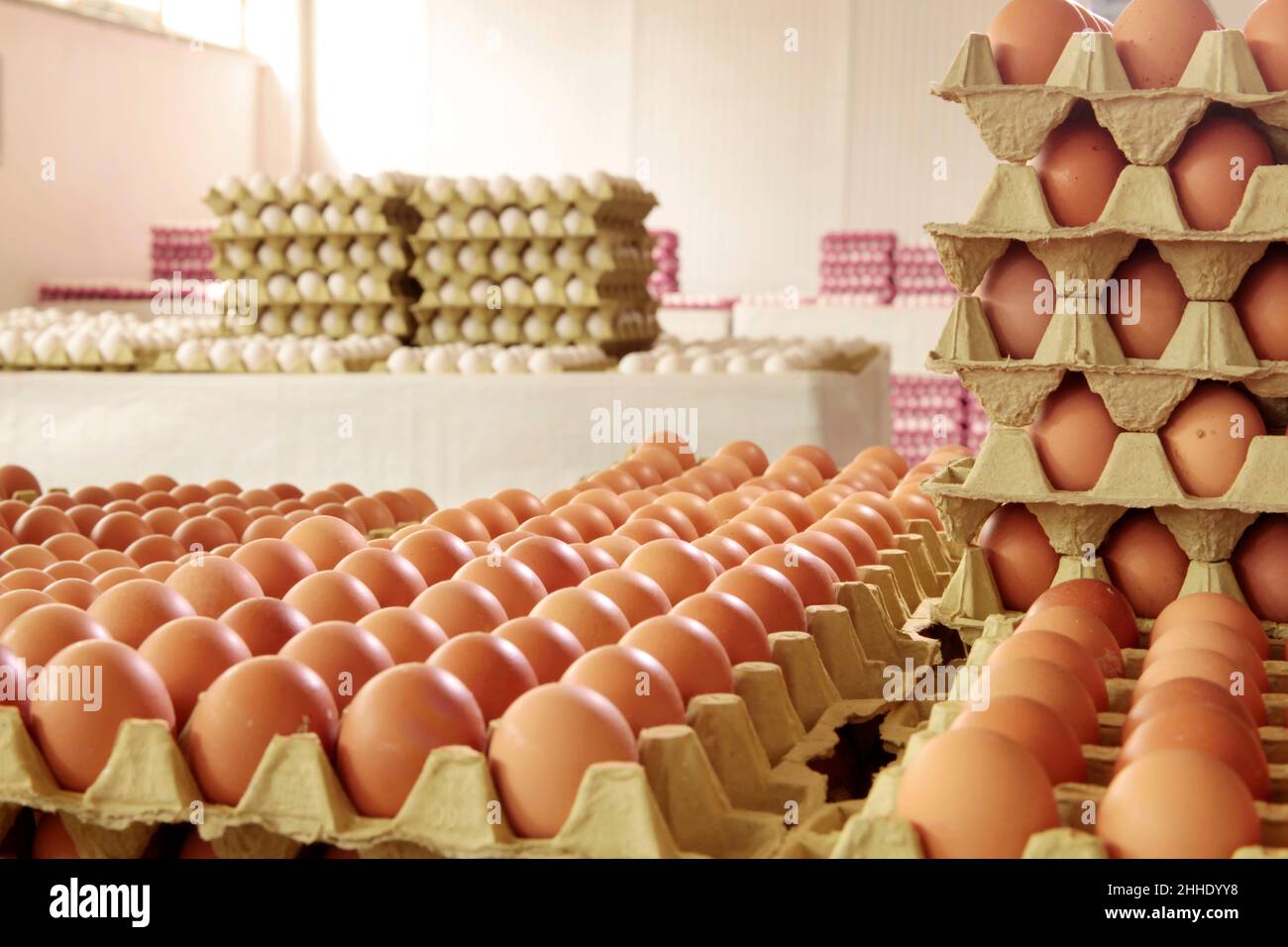 Fresh eggs in the egg factory. Egg factory industry Stock Photo Alamy
