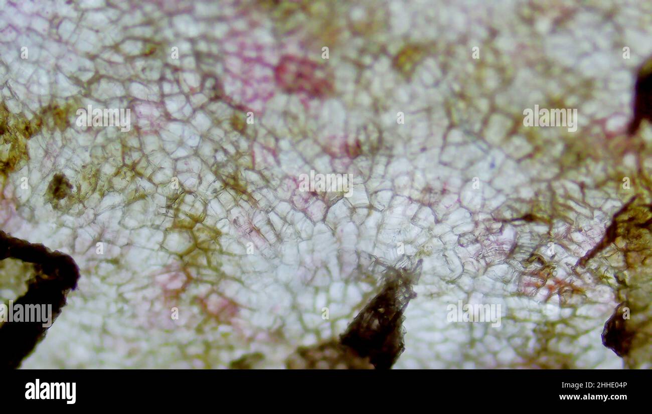 Potato under the microscope Stock Photo Alamy