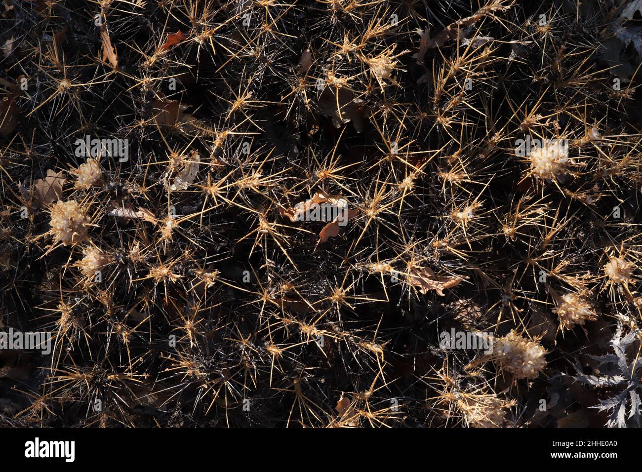 (Astragalus gummifer) Geven grass growing in Turkey. Geven thorn. Stock Photo