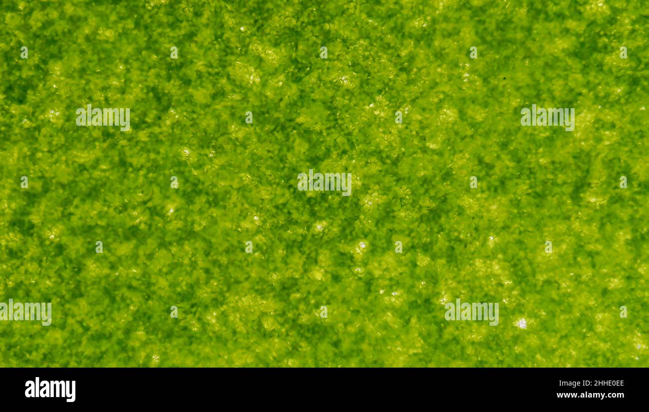 Spinach under the microscope Stock Photo Alamy