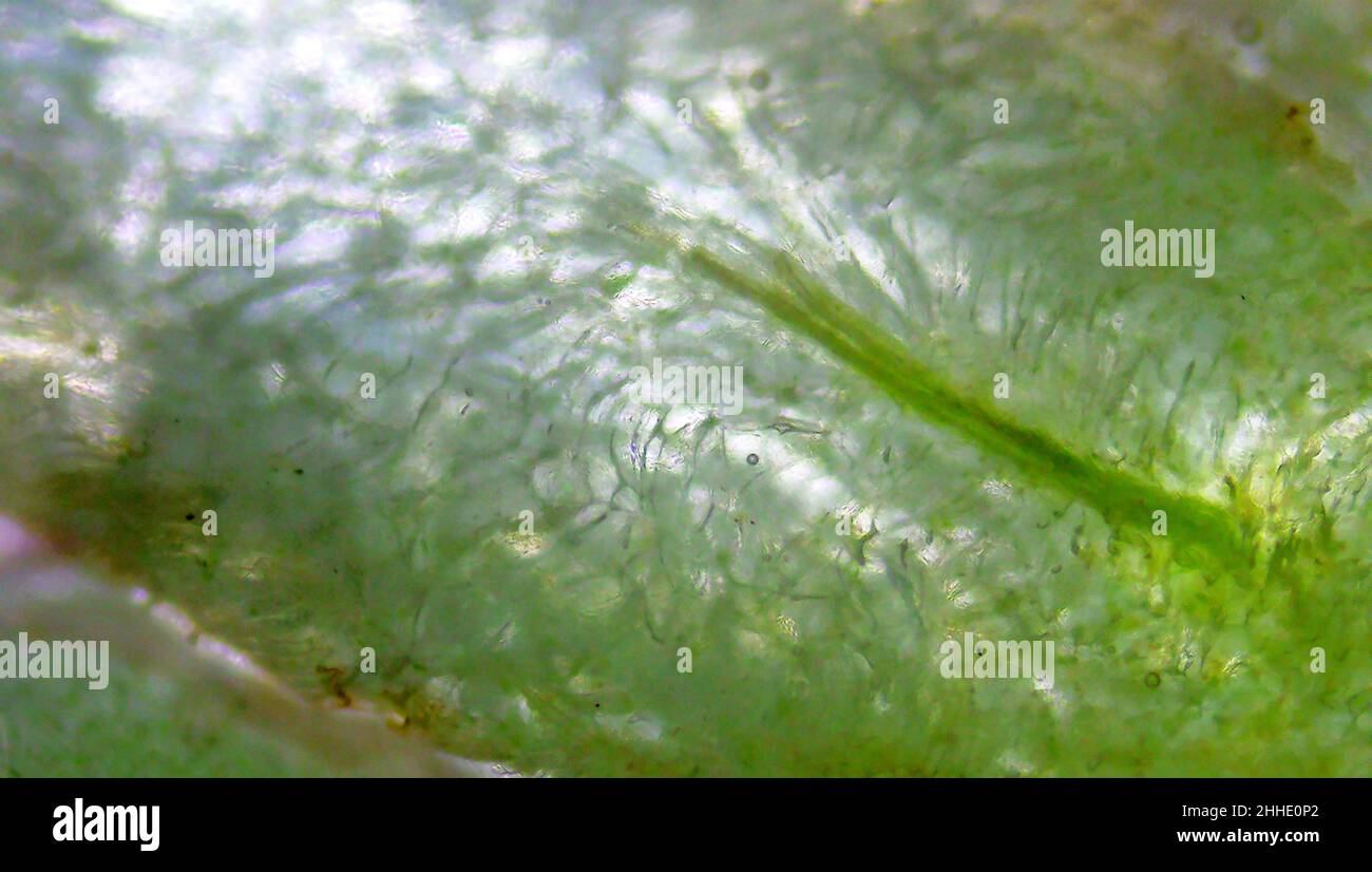 Broccoli under the microscope Stock Photo Alamy