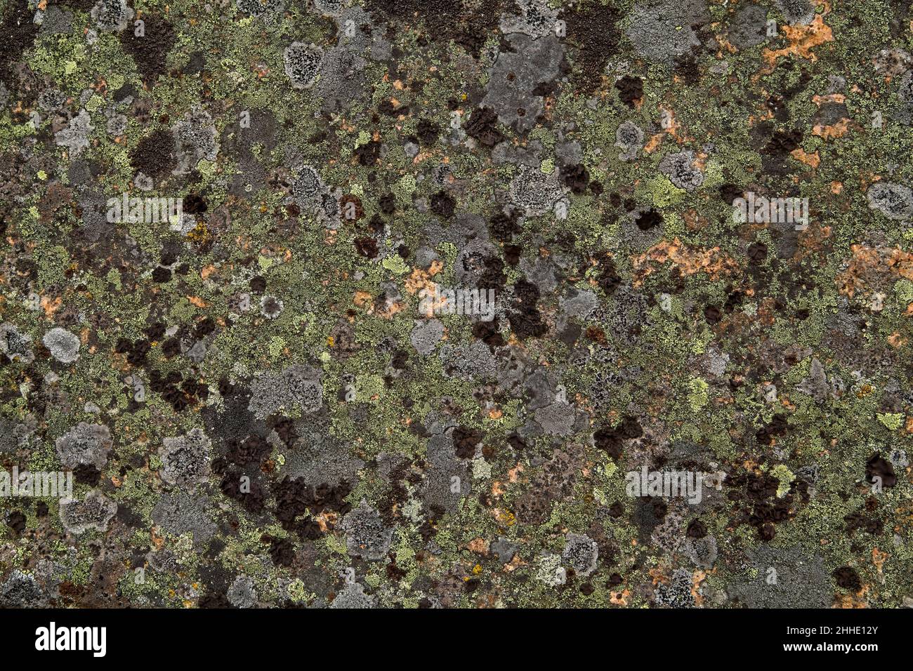 Natural texture of lichen on rock surface Stock Photo - Alamy