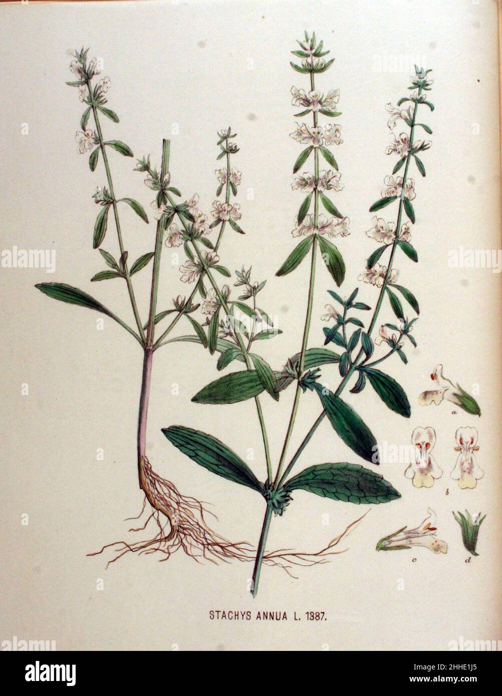 Stachys annua — Flora Batava — Volume v18. Stock Photo