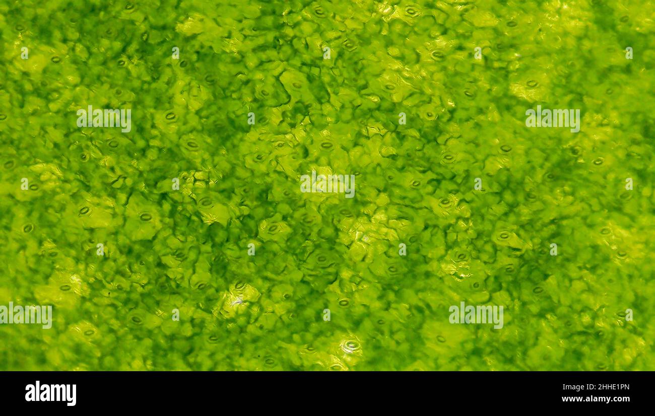 Spinach under the microscope Stock Photo Alamy