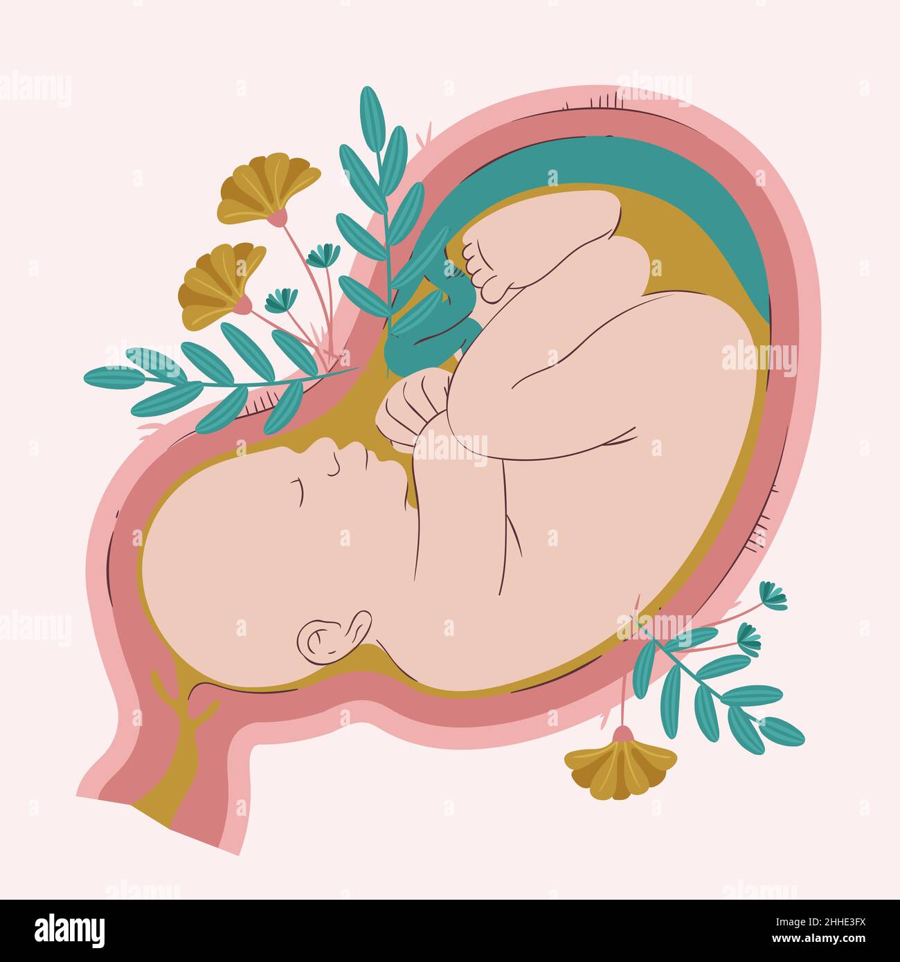 Hand drawn fetus illustration Vector illustration Stock Vector Image ...