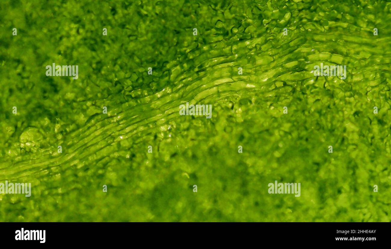 Spinach under the microscope Stock Photo Alamy