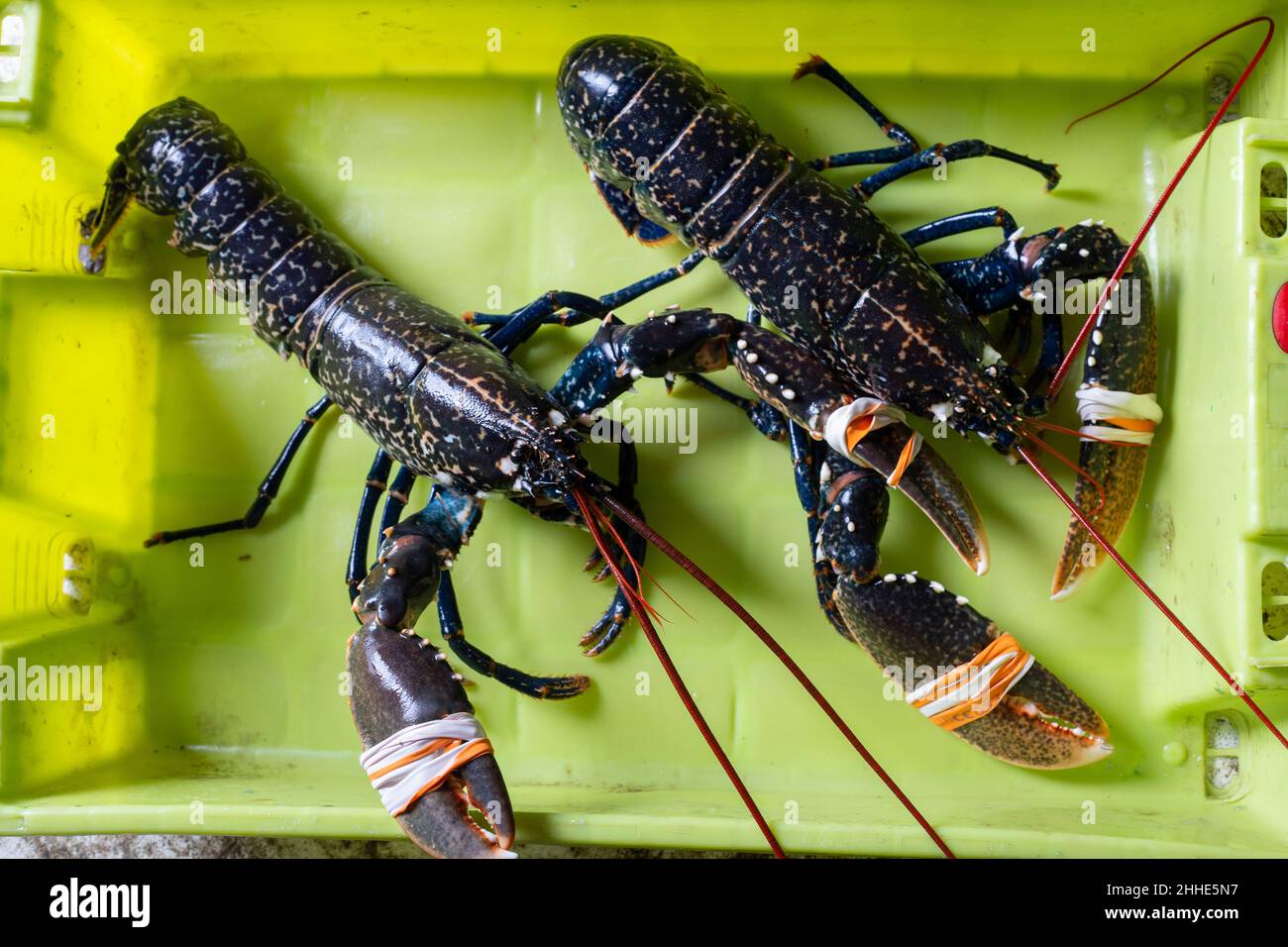 Two live lobsters with their claws tied with elastic bands and inside a box, freshly arrived at the fishing port for sale. Stock Photo