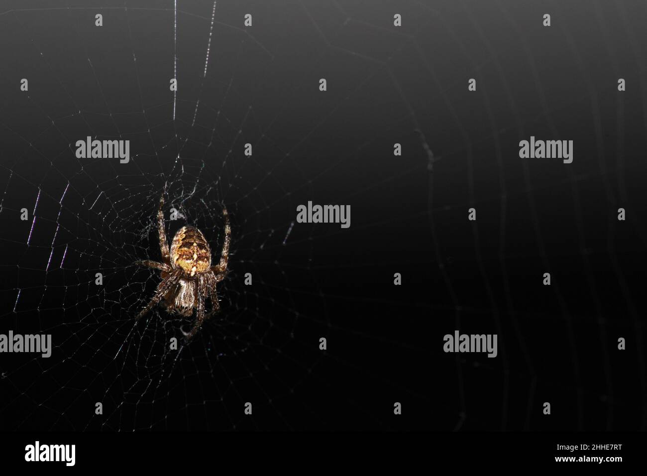 Garden Cross spider in a web in a garden in the UK Stock Photo - Alamy