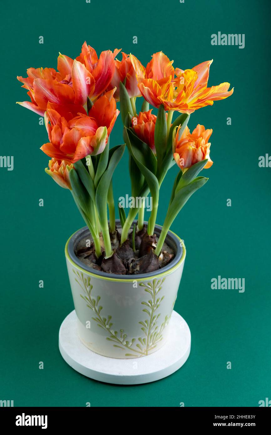 Grow tulips in a pot. Red-orange tulip buds. Spring flower at home. Bouquet of flowers. New variety. Bunch. Stock Photo
