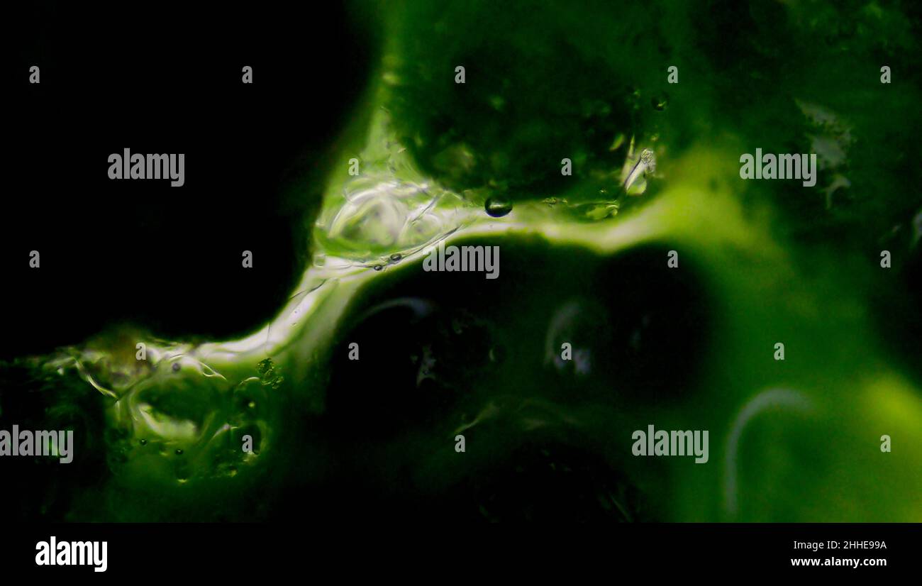 Broccoli under the microscope Stock Photo Alamy