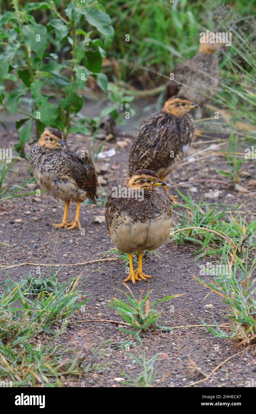 Helmperlhuhn mit Küken, helmeted guineafowl with chicks, Numida meleagris Stock Photo