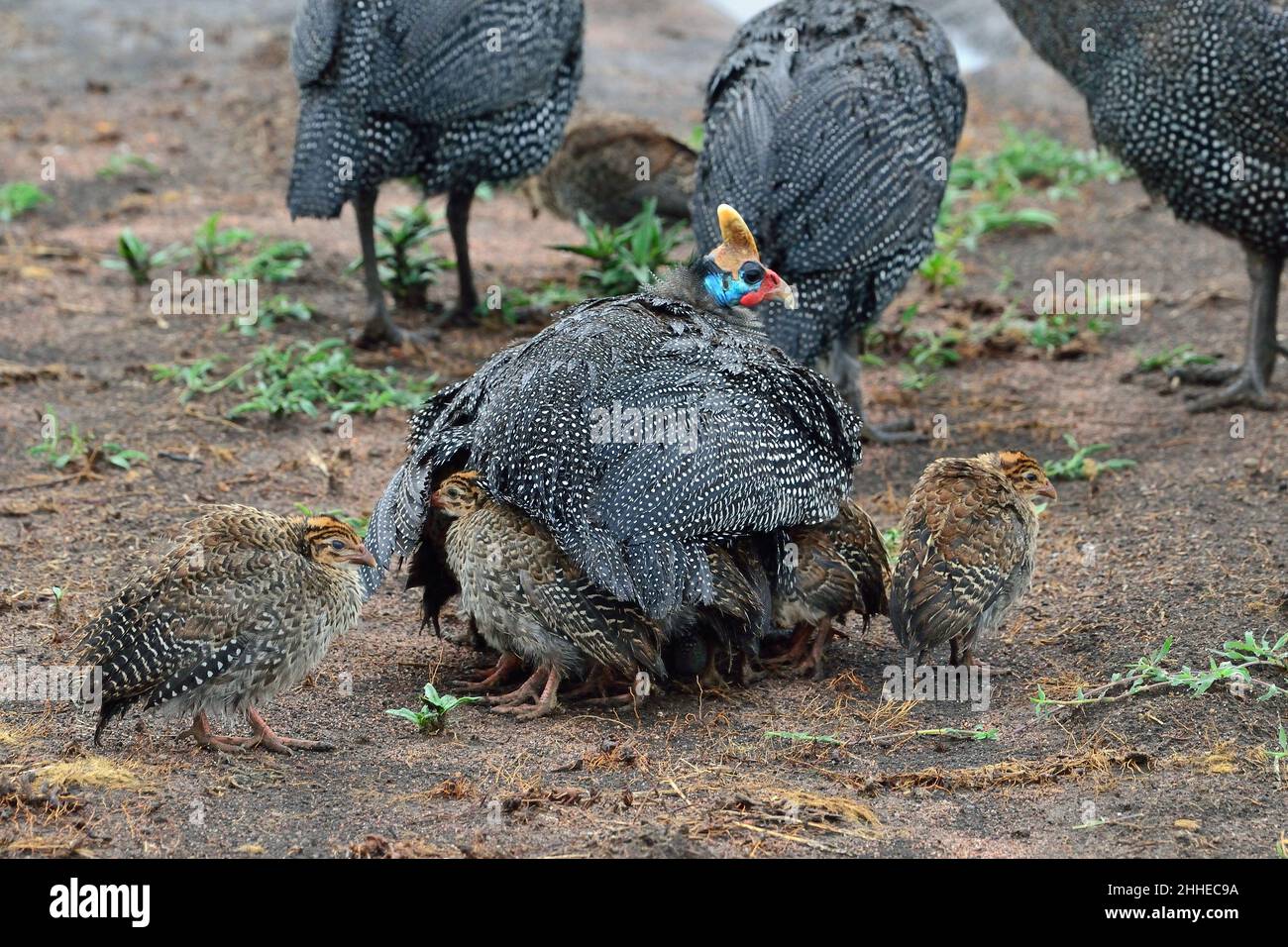 Helmperlhuhn mit Küken, helmeted guineafowl with chicks, Numida meleagris Stock Photo