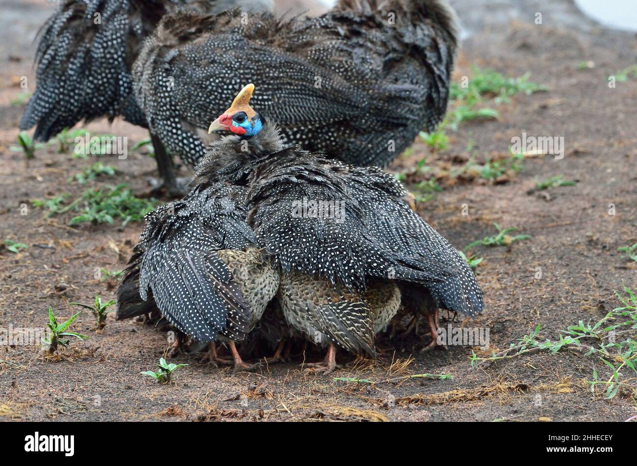 Helmperlhuhn mit Küken, helmeted guineafowl with chicks, Numida meleagris Stock Photo