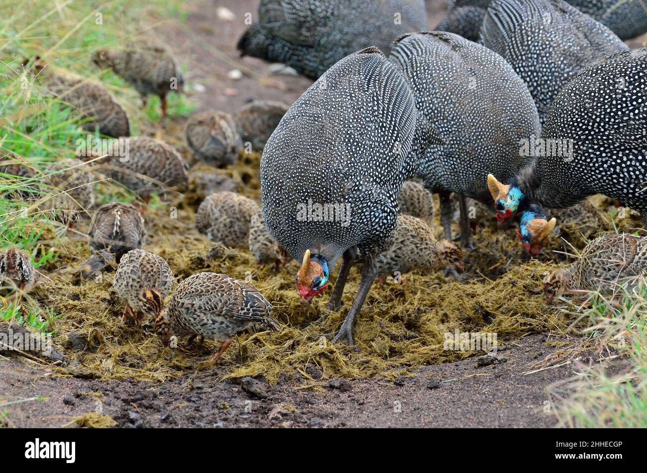 Helmperlhuhn mit Küken, helmeted guineafowl with chicks, Numida meleagris Stock Photo