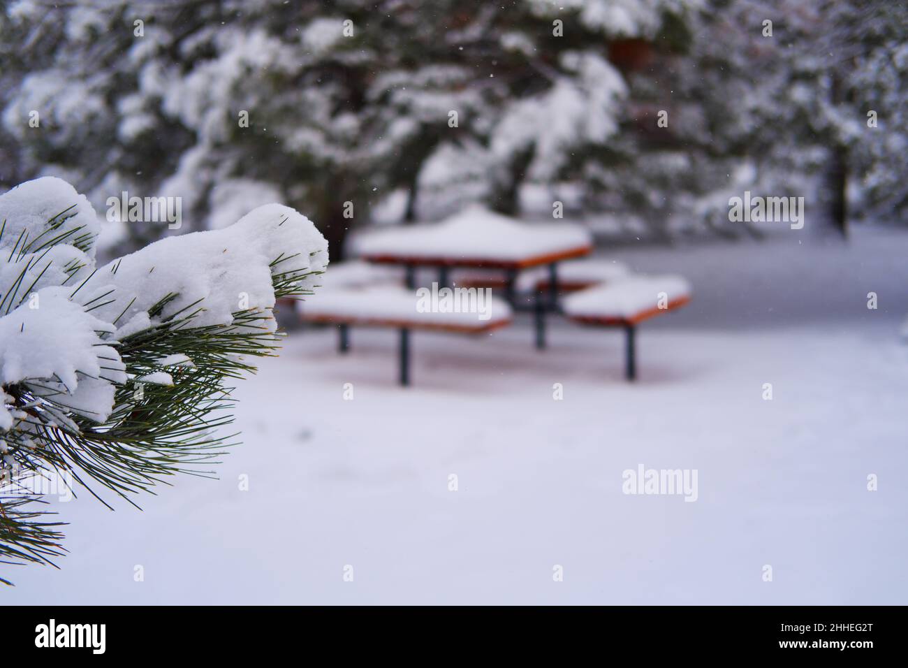 Wooden picnic table and benches under snow within pine trees at a cold winter day Stock Photo