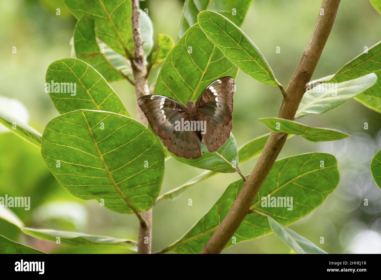 A beautiful Common Baron (Euthalia aconthea) resting on a leaf with it's wing spread open in a garden in Mangalore, India. Also simply known as Baron. Stock Photo