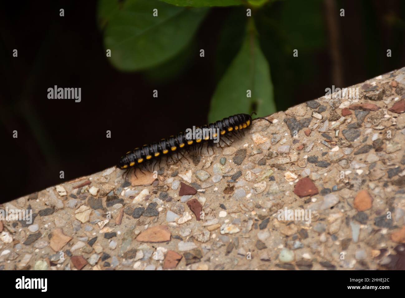 A Yellow spotted millipede (Harpaphe haydeniana) crawling up on the side of a wall in the garden. Stock Photo