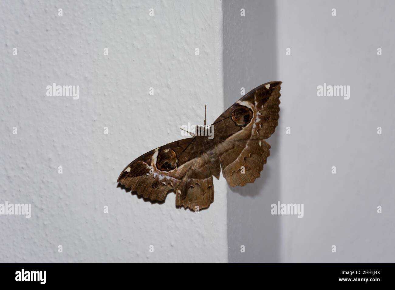 A beautiful Owl Moth (Erebus ephesperis) with its beautiful patterns resting on a wall at Mangalore, India. Stock Photo