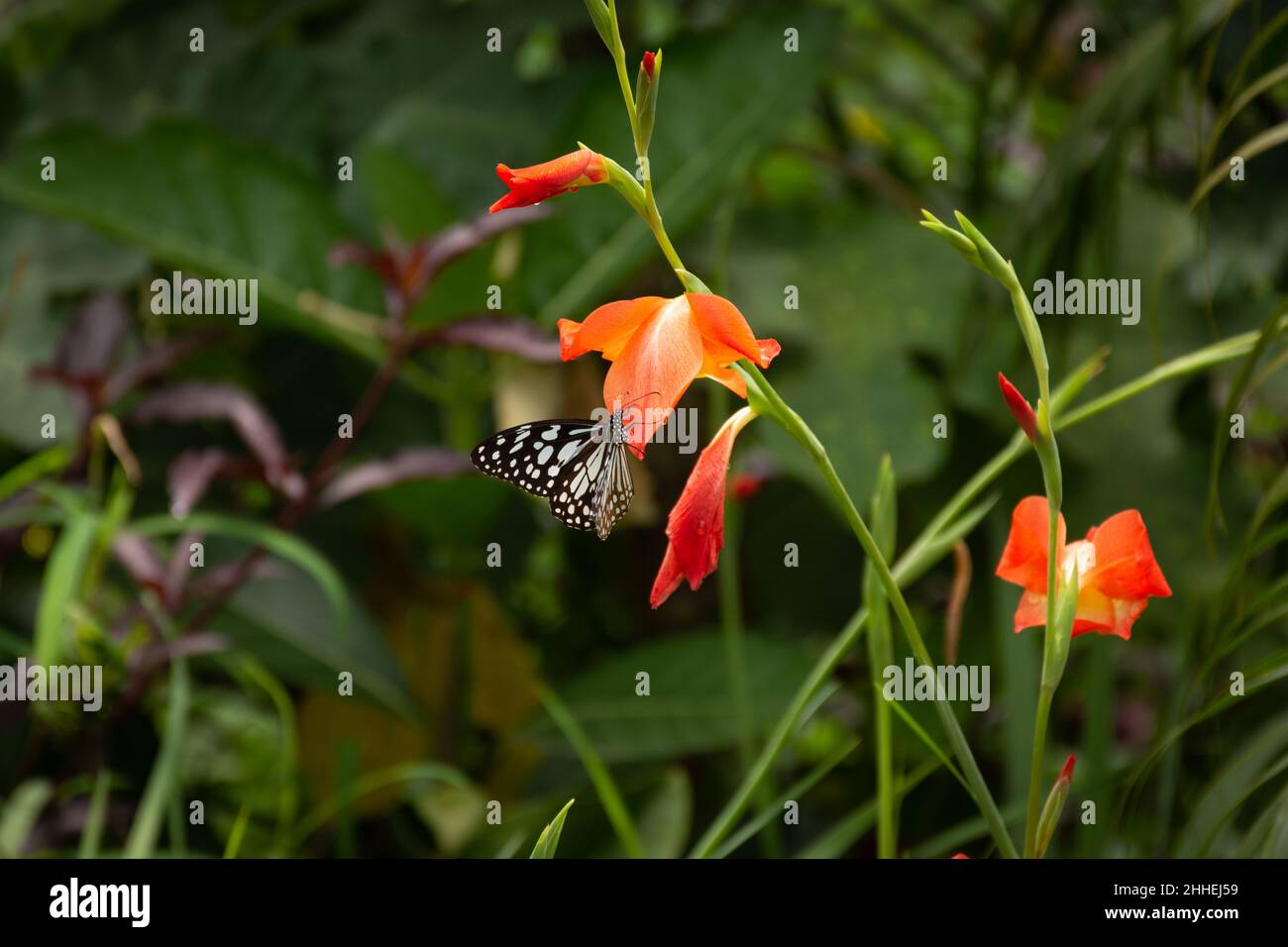 A beautiful Blue Tiger (Tirumala limniace), resting on a red gladiolus flower in the garden in Mangalore, India. Stock Photo