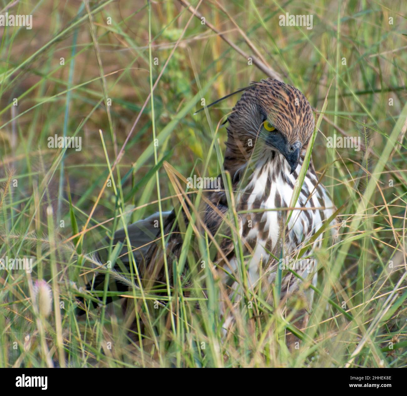 Serpent crest hi-res stock photography and images - Alamy