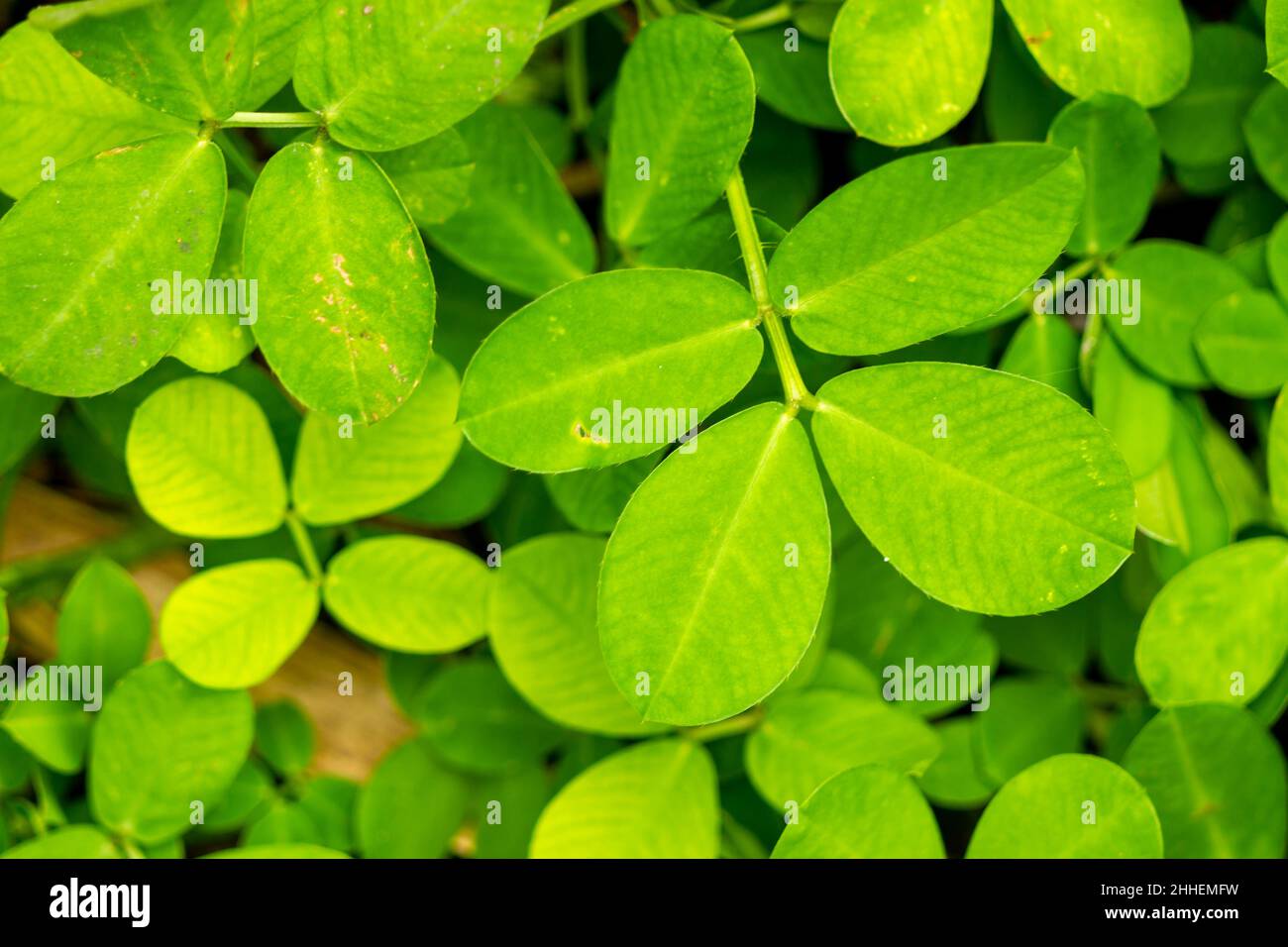 Spread of grass leaves with a type of Pinto peanut (Arachis pintoi Krap. and Greg) is a herbaceous, perennial legume, exclusively native to Brazil Stock Photo