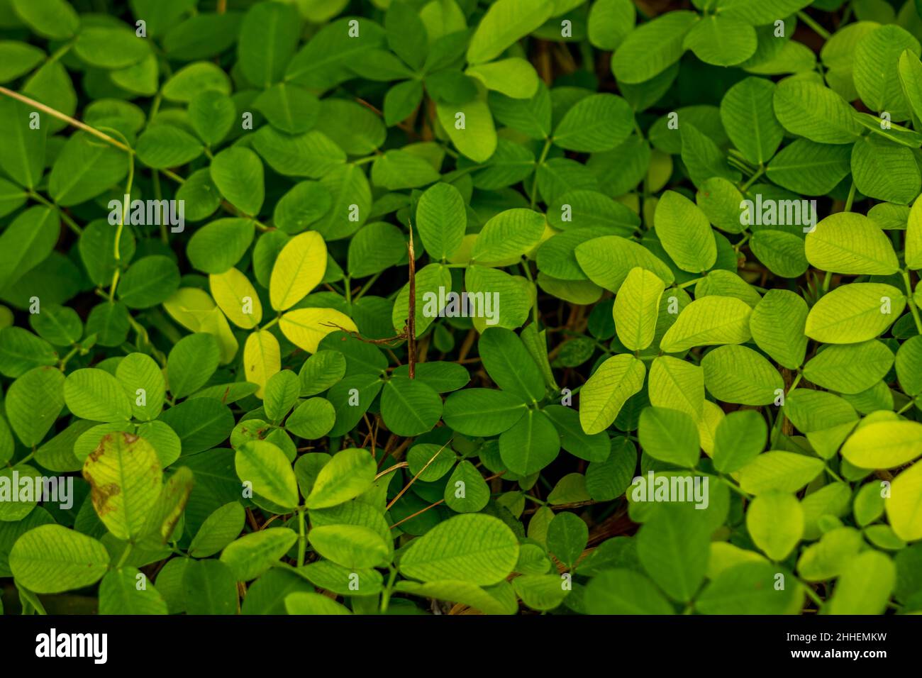 Spread of grass leaves with a type of Pinto peanut (Arachis pintoi Krap. and Greg) is a herbaceous, perennial legume, exclusively native to Brazil Stock Photo