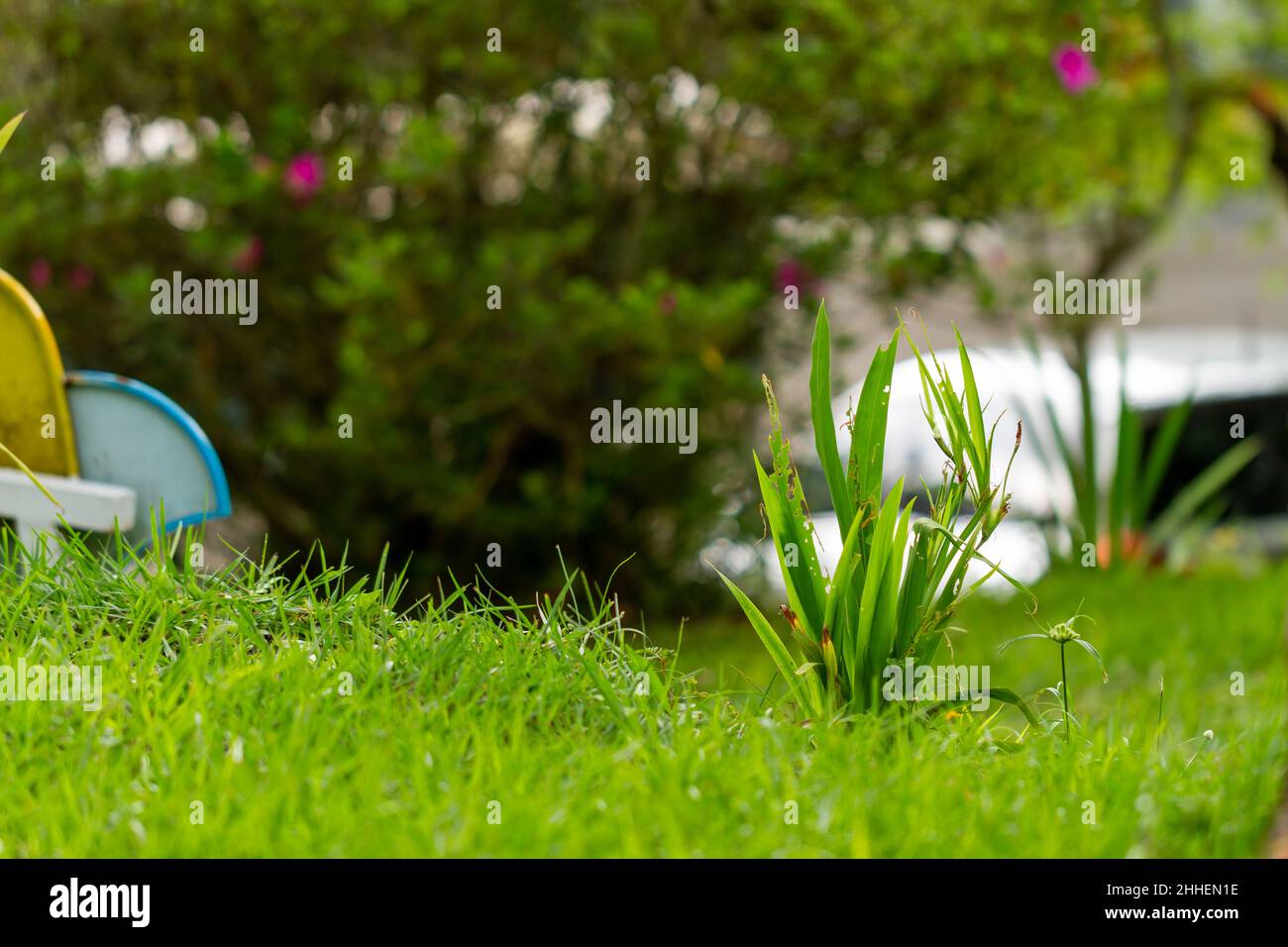 A yellow iris plant growing in the middle of a garden with green grass
