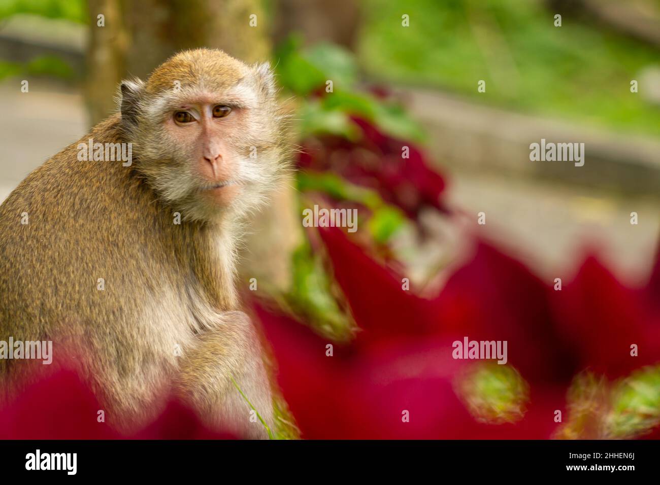 A monkey descends from the forest of Mount Merapi into a park area in ...