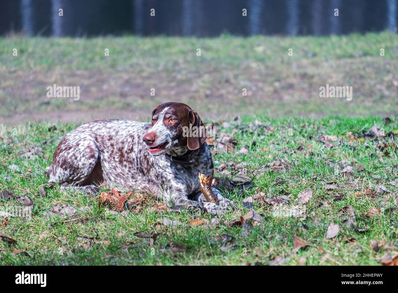 Old Kurzhaar German Shorthaired Pointer lies Stock Photo