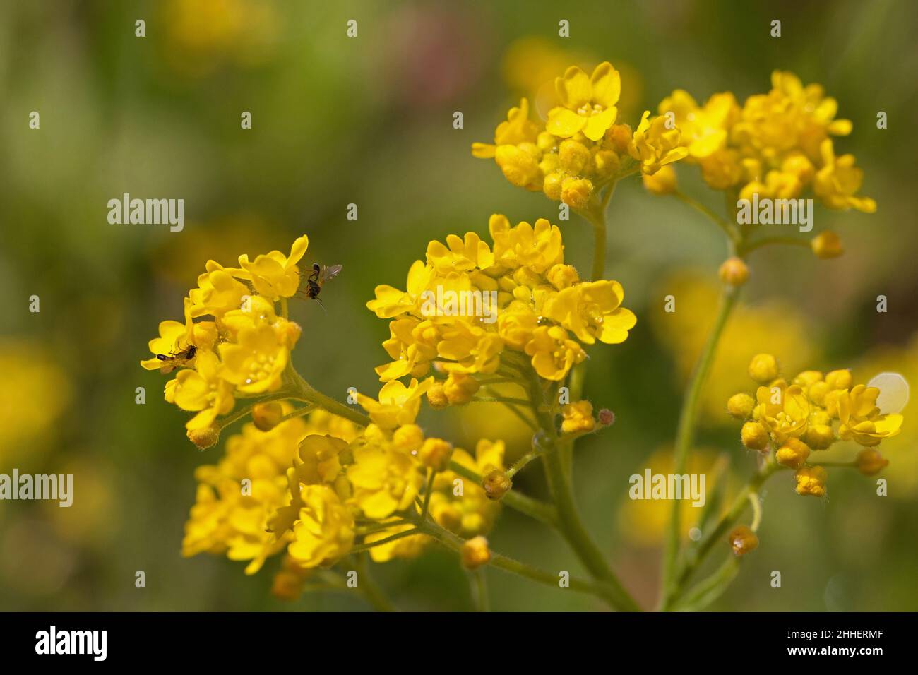 Bright yellow Alyssum flowers, Aurinia saxatilis, basket-of-gold, golden tuft or madwort, close-up view Stock Photo