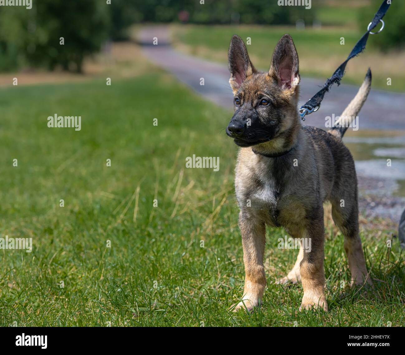 Puppy on a leash hi-res stock photography and images - Alamy
