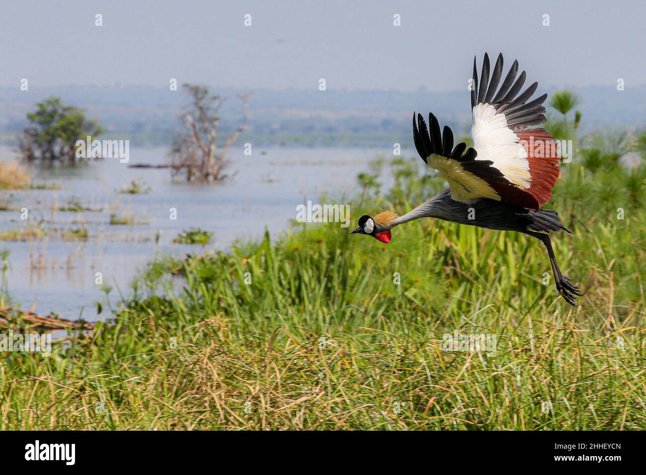 royal-crane-or-gray-crowned-crane-murchisson-national-park-uganda