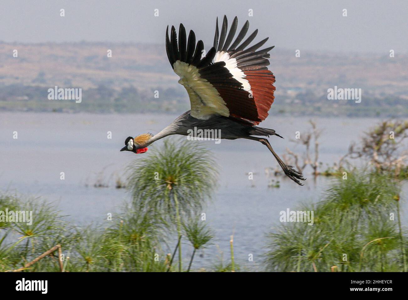 royal-crane-or-gray-crowned-crane-murchisson-national-park-uganda
