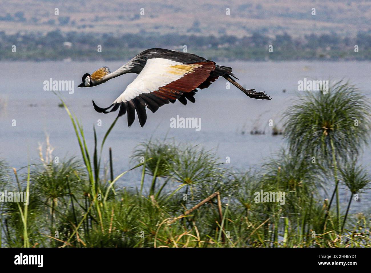 royal-crane-or-gray-crowned-crane-murchisson-national-park-uganda