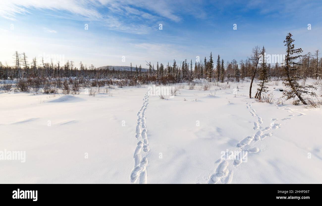 Panorama of a winter forest with footprints in the snow. South Yakutia, Russia Stock Photo