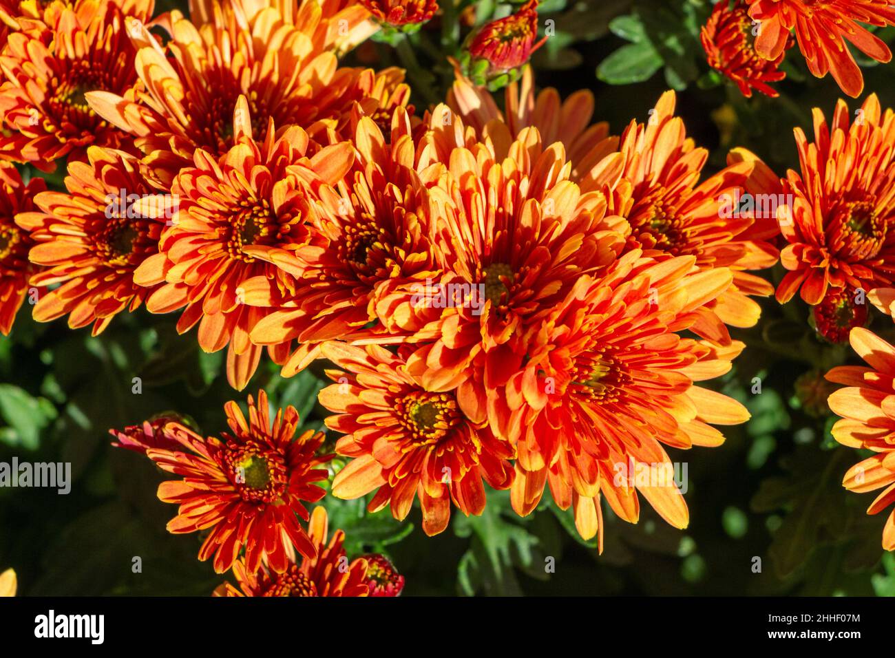 Orange chrysanthemum plants for tombstones for all saints day Stock