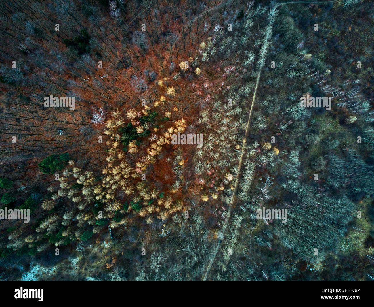 Abstract forest aerial; hi-res stock photography and images - Alamy