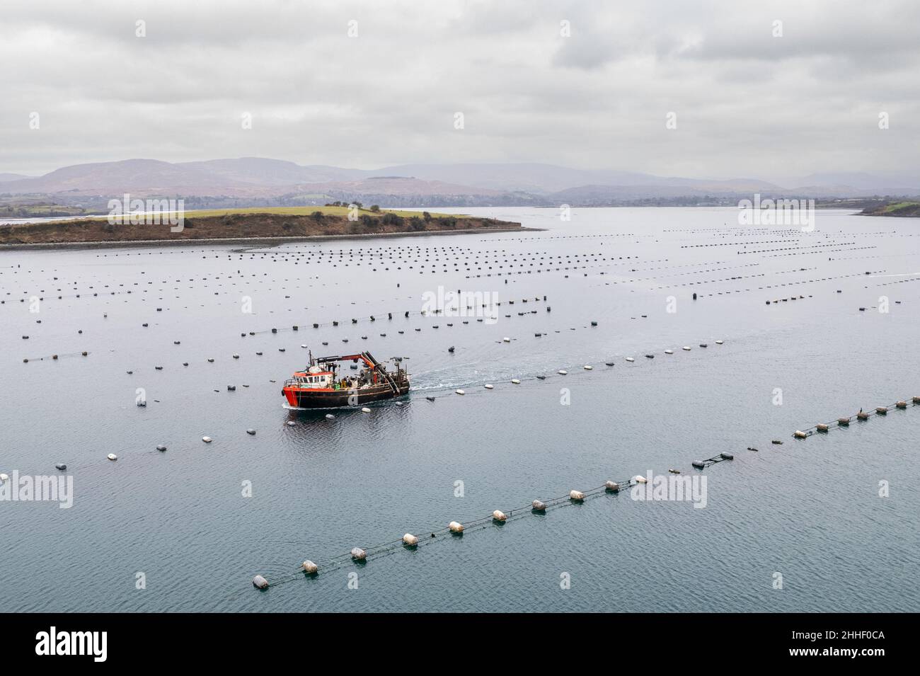 Bantry, West Cork, Ireland. 24th Jan, 2021. Bantry based commercial fishing boat 'Muirean' fishes for mussels on mussel farms in Bantry Bay this morning. The mussels caught are exported to countries in Europe, including France and Spain. Credit: AG News/Alamy Live News Stock Photo