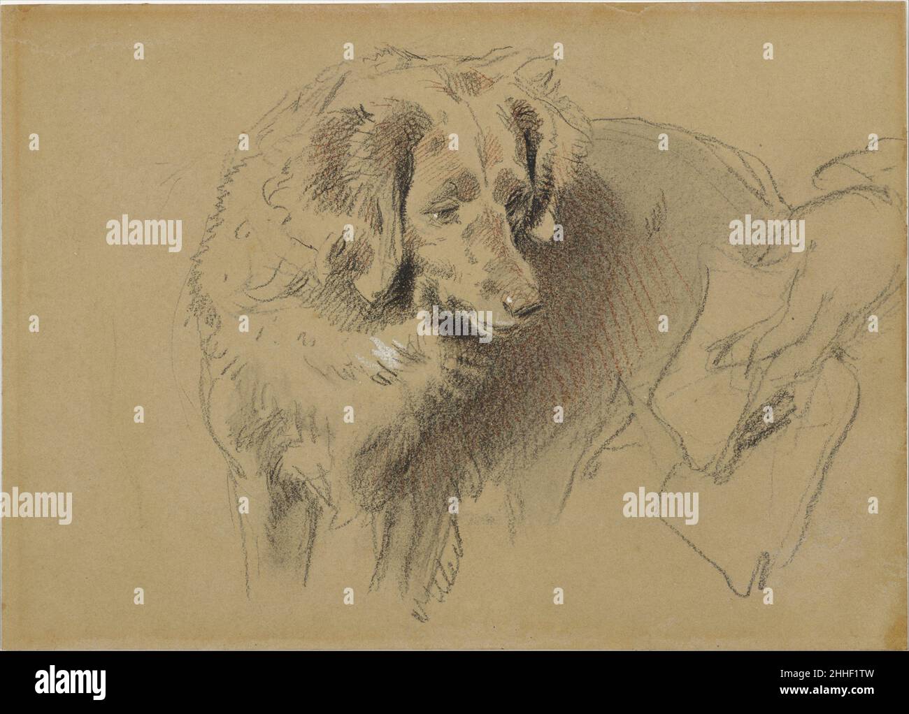 Study of a Dog 1820–73 Sir Edwin Henry Landseer British The careful preparations that underpinned Landseer's accomplishments as an animal painter are revealed here. Compared to traditional French three color chalk drawings, the Englishman's technique is rugged and focused on anatomy. His primary concern is with the distinctive shape of the dog's head and its intent expression. A lightly sketched human hand holding a cloth in the right foreground reveals how the animal's attention was held long enough for the artist to capture its form on paper.. Study of a Dog  342263 Stock Photo